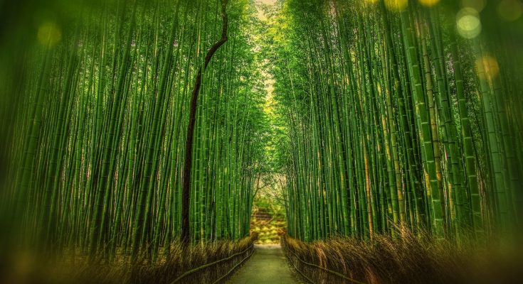 Organic Bamboo