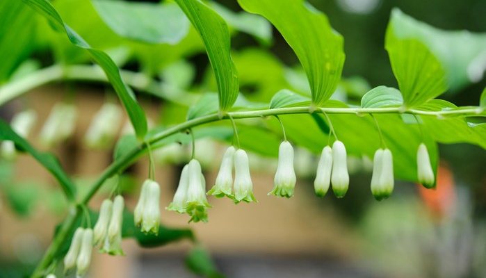 How to grow and care of Solomon's Seal.