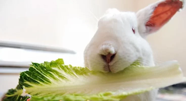 What are Bunnies? | What Do Bunnies Eat?