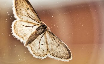 how to get rid of miller moths